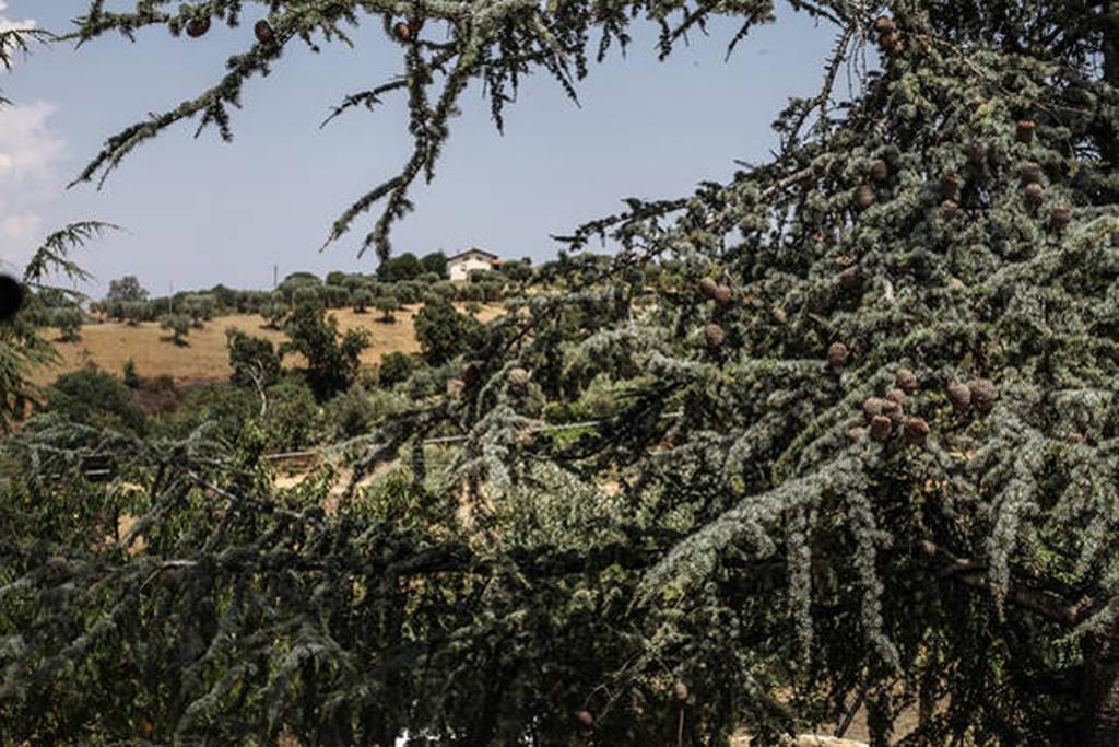 Agriturismo Miracco Atanasio Franco "Il Maniero" Santa Sofia d'Epiro Eksteriør bilde