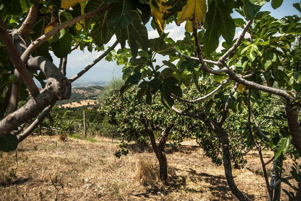 Agriturismo Miracco Atanasio Franco "Il Maniero" Santa Sofia d'Epiro Eksteriør bilde