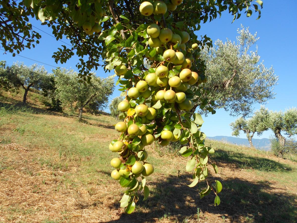 Agriturismo Miracco Atanasio Franco "Il Maniero" Santa Sofia d'Epiro Eksteriør bilde